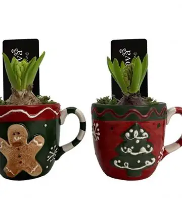 Зюмбюл в керамична чаша D14 H18 - Hyacinth arrangement