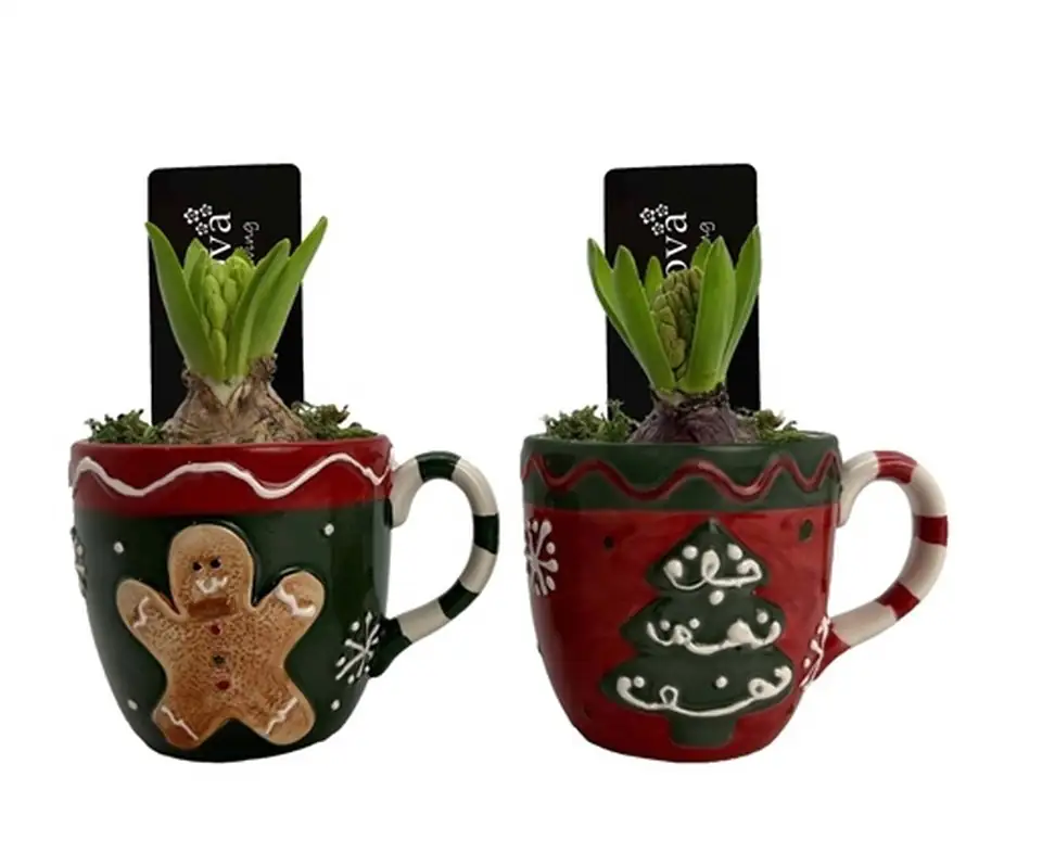 Зюмбюл в керамична чаша D14 H18 - Hyacinth arrangement