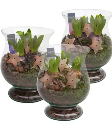 Зюмбюли в стъклен съд D16 H20 - Hyacinth arrangement