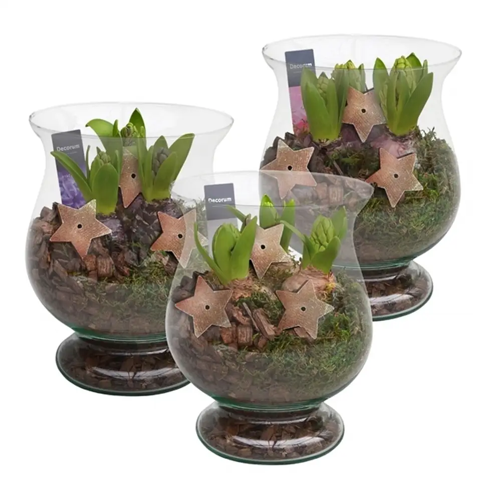 Зюмбюли в стъклен съд D16 H20 - Hyacinth arrangement