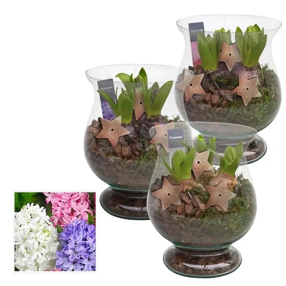 Зюмбюли в стъклен съд D16 H20 - Hyacinth arrangement - Image 2