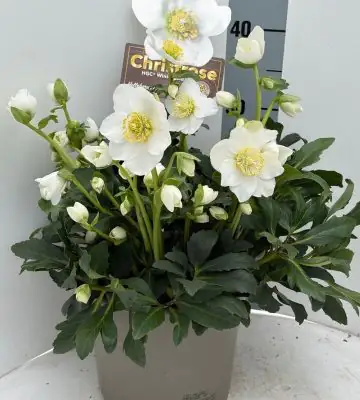 Хелеборус D21 H35 - Helleborus niger Wintergold
