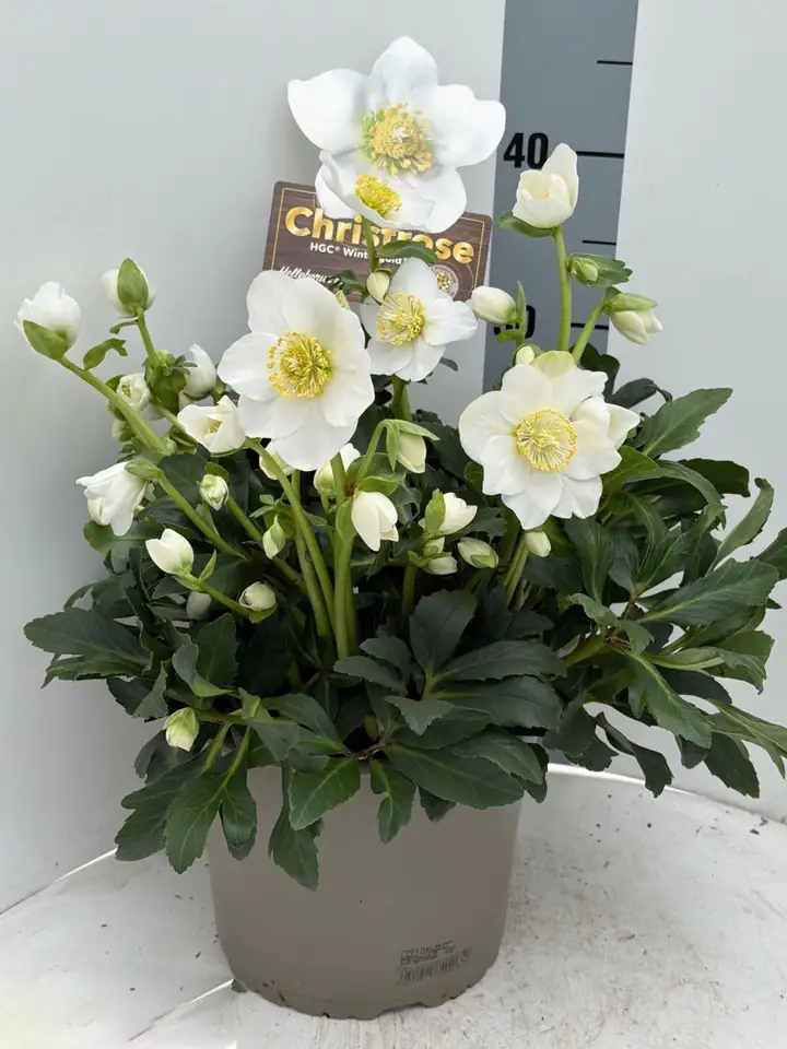 Хелеборус D21 H35 - Helleborus niger Wintergold