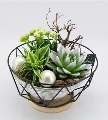 Коледна аранжировка D23 H20 - Plant arrangement