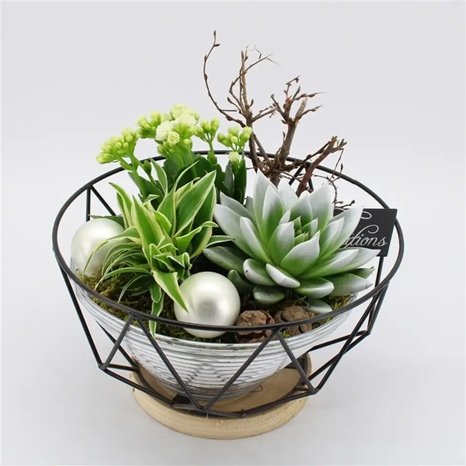 Коледна аранжировка D23 H20 - Plant arrangement