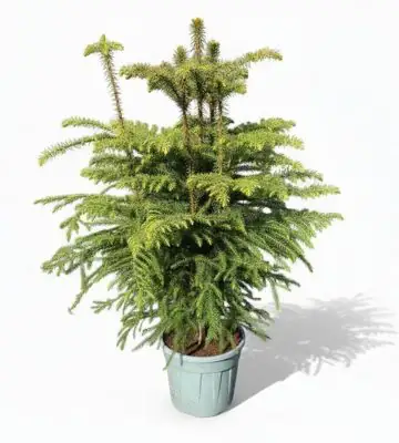 Араукария D26 H100 - Araucaria Heterophylla 5pp