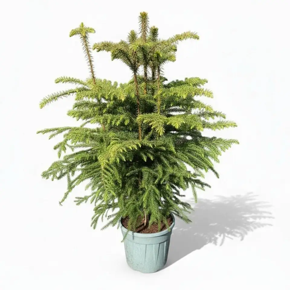 Араукария D26 H100 - Araucaria Heterophylla 5pp