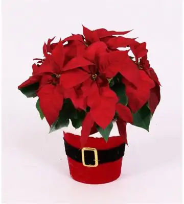 Коледна звезда в кашпа D12 H22 - Poinsettia Red in Santi pot