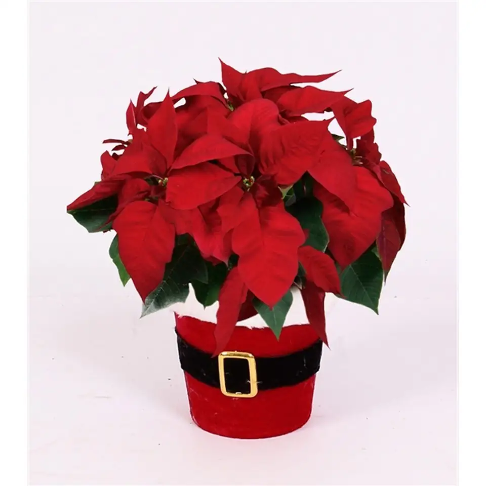 Коледна звезда в кашпа D12 H22 - Poinsettia Red in Santi pot
