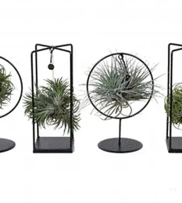 Тиландзия D17 H30 - Tillandsia arrangement