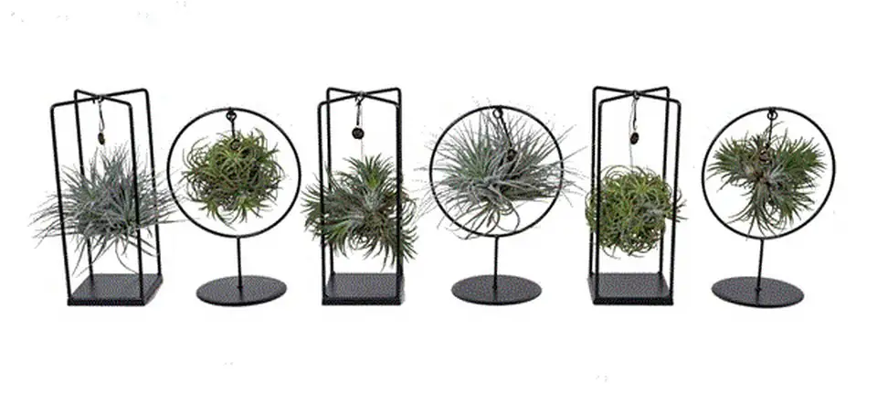 Тиландзия D17 H30 - Tillandsia arrangement