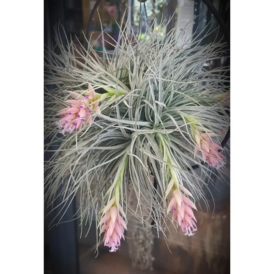 Тиландзия D17 H30 - Tillandsia arrangement - Image 2