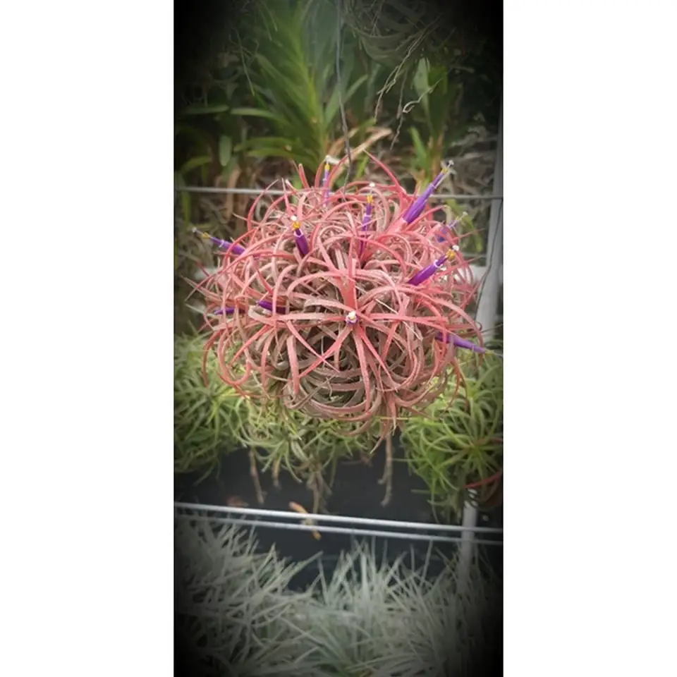 Тиландзия D17 H30 - Tillandsia arrangement - Image 3