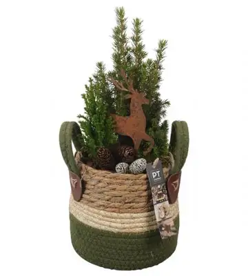 Коледна аранжировка D13 H38 - Christmas arrangement