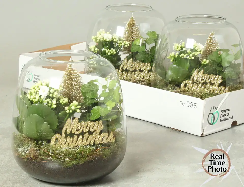 Растения в стъклен съд D19 H20 екосистема - Terrarium