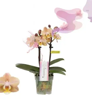 Орхидея D7 H25 - Phalaenopsis MF Aromio Honey Peach