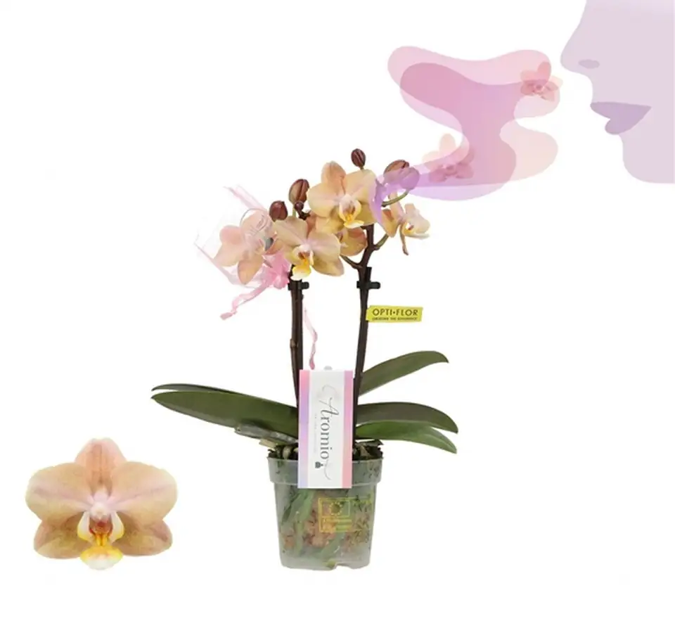 Орхидея D7 H25 - Phalaenopsis MF Aromio Honey Peach