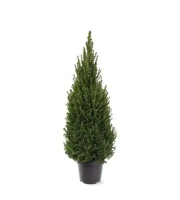 Пицеа D26 H95 - Picea Glauca Perfecta