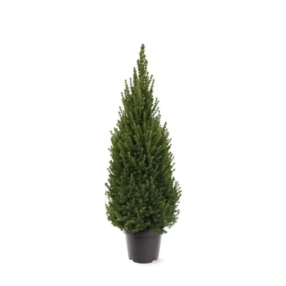 Пицеа D26 H95 - Picea Glauca Perfecta