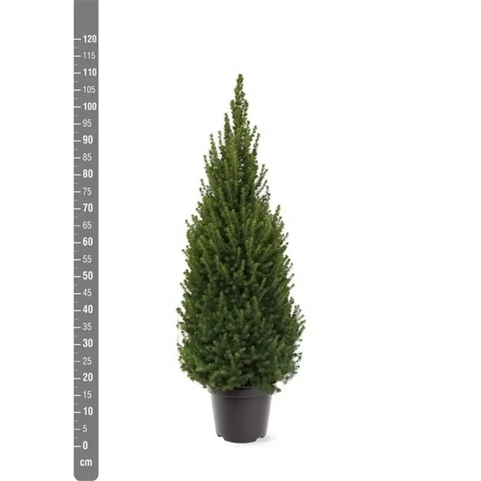 Пицеа D26 H95 - Picea Glauca Perfecta - Image 2