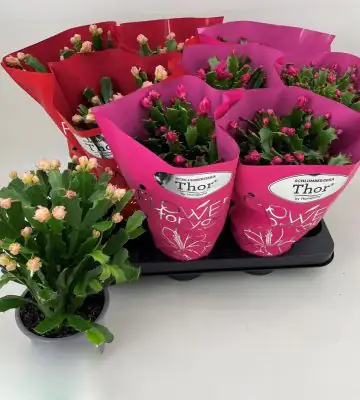 Шлумбергера D11 H24 - Schlumbergera mix