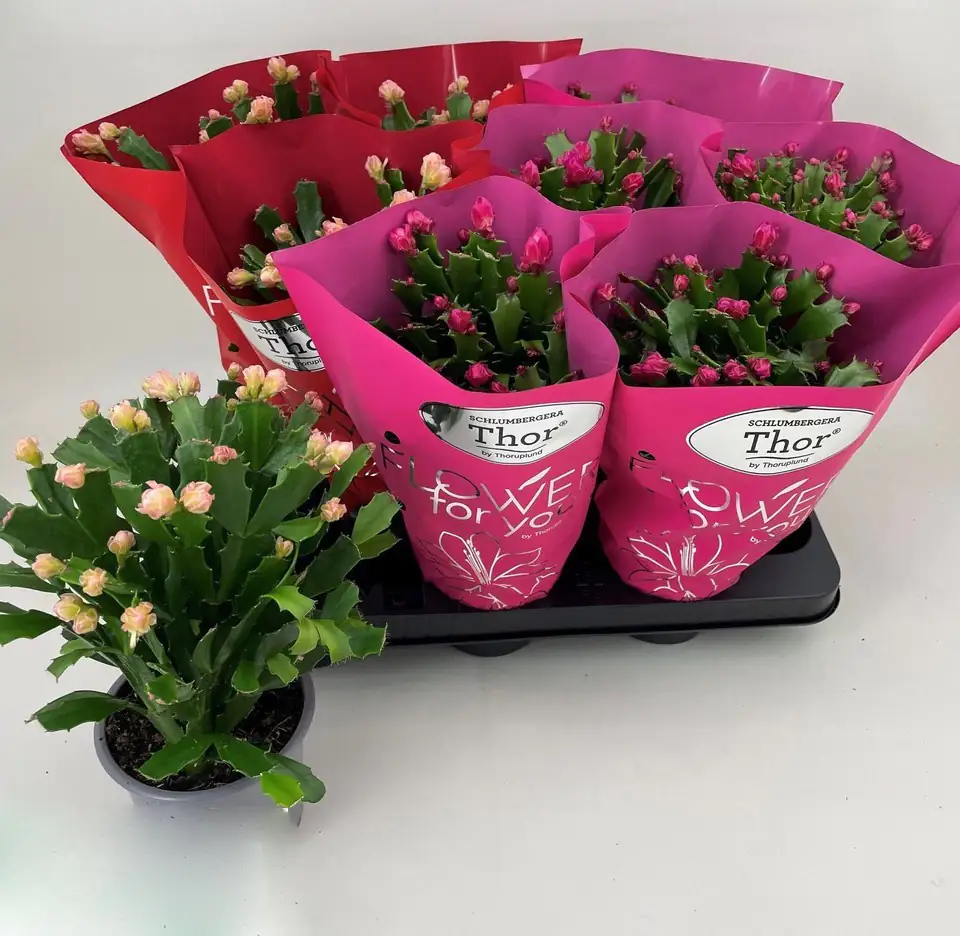 Шлумбергера D11 H24 - Schlumbergera mix