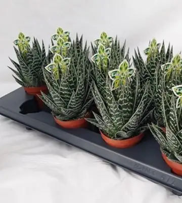 Алое D9 H17 - Aloe Tiki Tahi