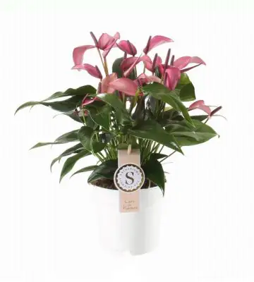 Антуриум D14 H45 - Anthurium Zizou