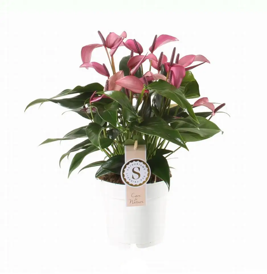 Антуриум D14 H45 - Anthurium Zizou