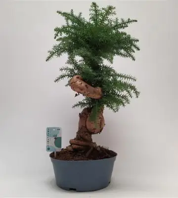Араукария D23 H65 - Araucaria cunninghamii bonsai