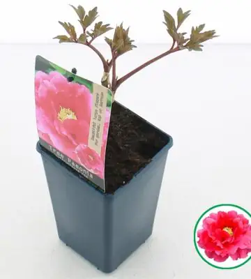 Божур D15 H30 - Paeonia Red