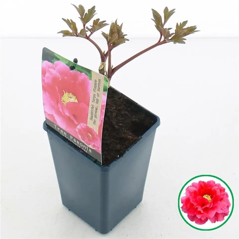 Божур D15 H30 - Paeonia Red