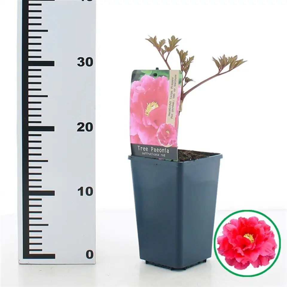 Божур D15 H30 - Paeonia Red - Image 2