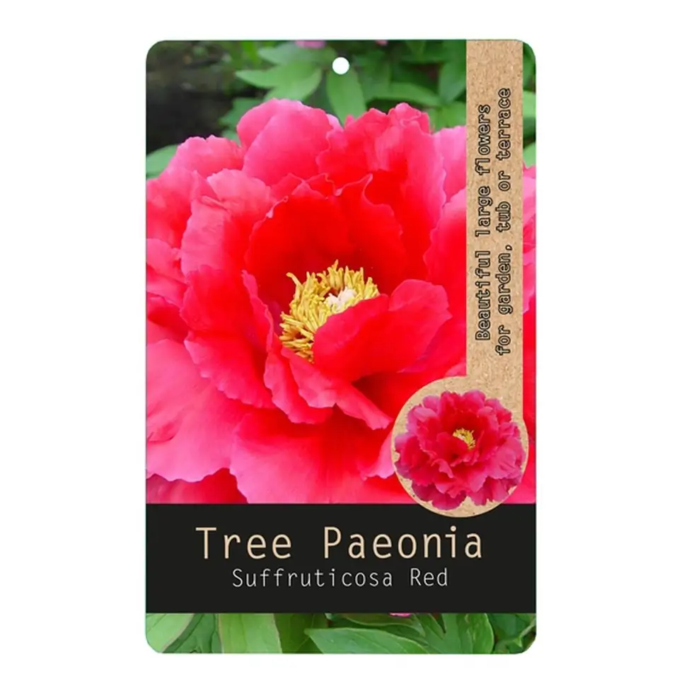 Божур D15 H30 - Paeonia Red - Image 3