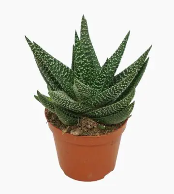 Гастерхавортия D9 H14 - GasterHaworthia Royal