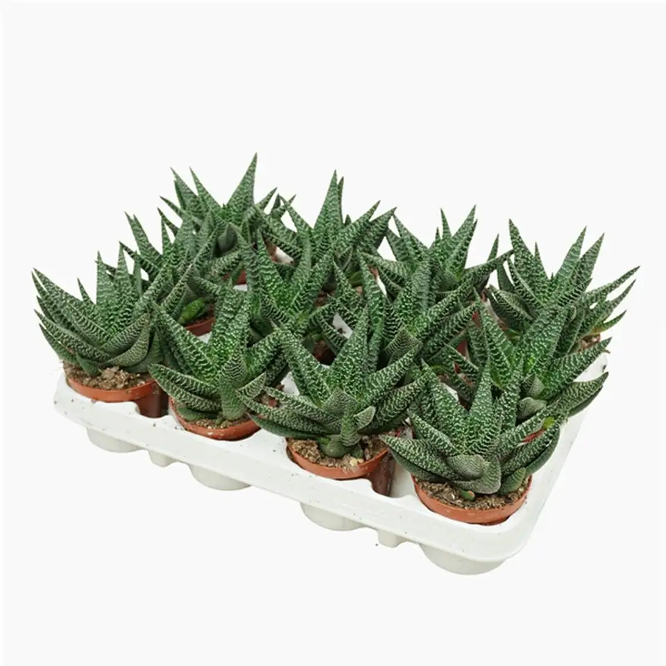 Гастерхавортия D9 H14 - GasterHaworthia Royal - Image 2