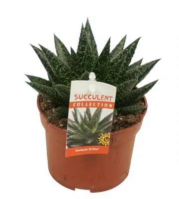 Гастериа D8.5 H12 - Gasteria D`due