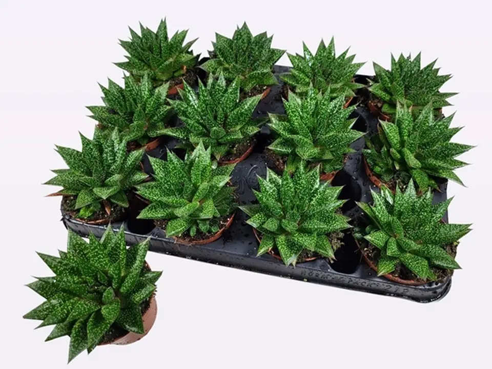 Гастериа D8.5 H12 - Gasteria D`due - Image 2