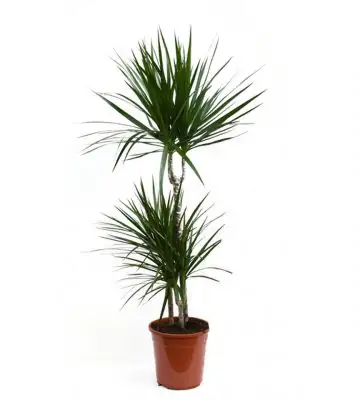 Драцена D21 H115 - Dracaena Marginata