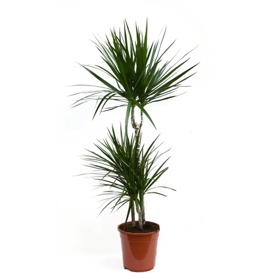 Драцена D21 H115 - Dracaena Marginata