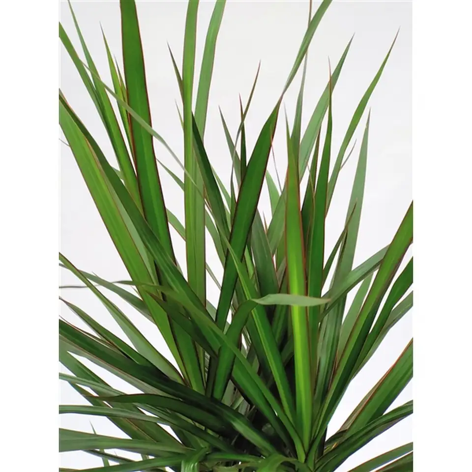 Драцена D21 H115 - Dracaena Marginata - Image 2