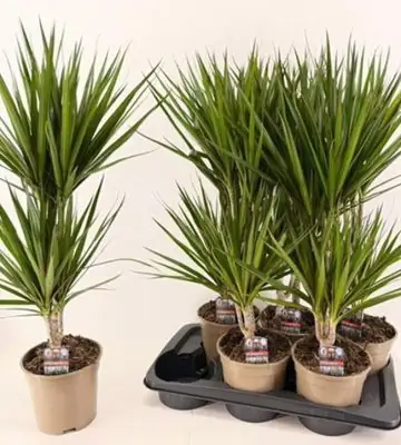 Драцена D17 H85 - Dracaena Marginata