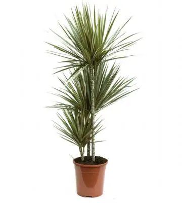 Драцена D21 H115 - Dracaena Bicolor