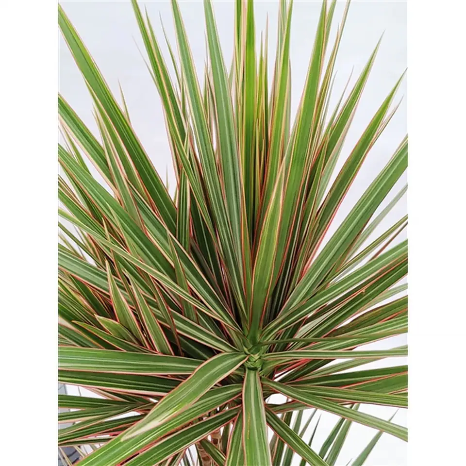 Драцена D21 H115 - Dracaena Bicolor - Image 2