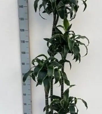 Драцена D27 H170 - Dracaena compacta Dorado