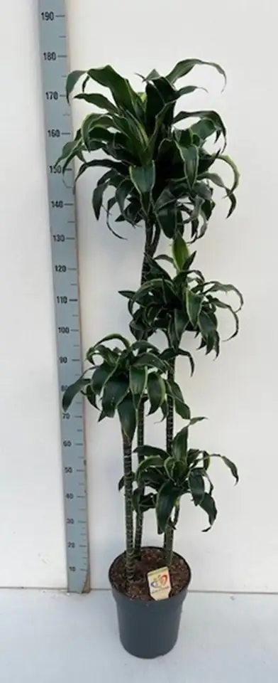 Драцена D27 H170 - Dracaena compacta Dorado