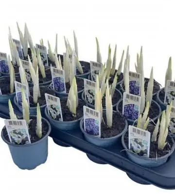 Ирис D9 H15 - Iris Sibirica