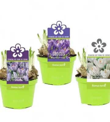 Минзухари D9 H11 - Crocus mix