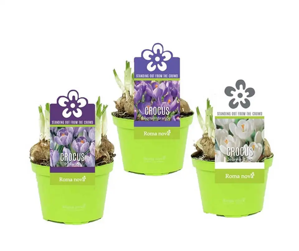 Минзухари D9 H11 - Crocus mix