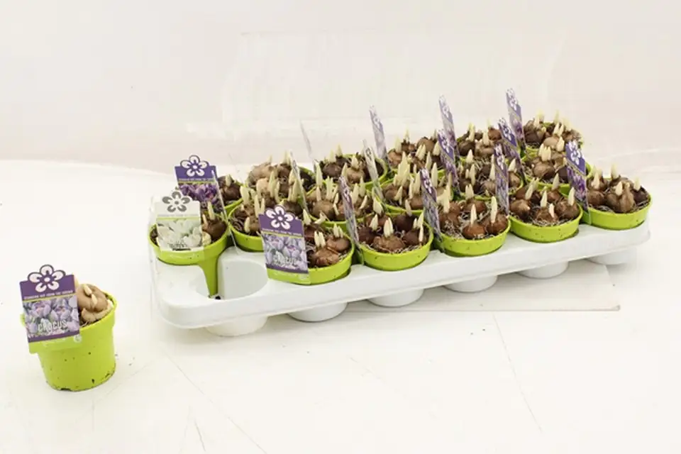 Минзухари D9 H11 - Crocus mix - Image 2